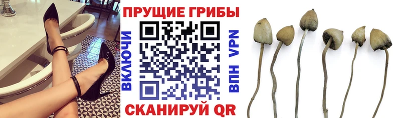 блэк спрут зеркало как найти Кулебаки Галлюциногенные грибы Cubensis